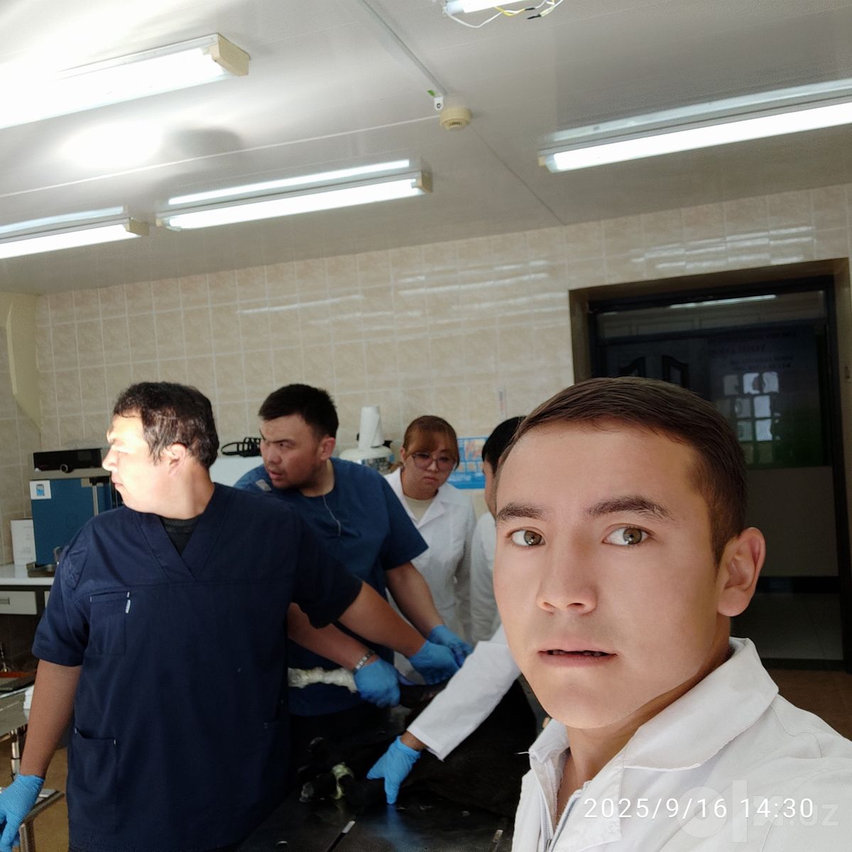 Ветеринар по лошадям: УЗИ, операции, лечение травм