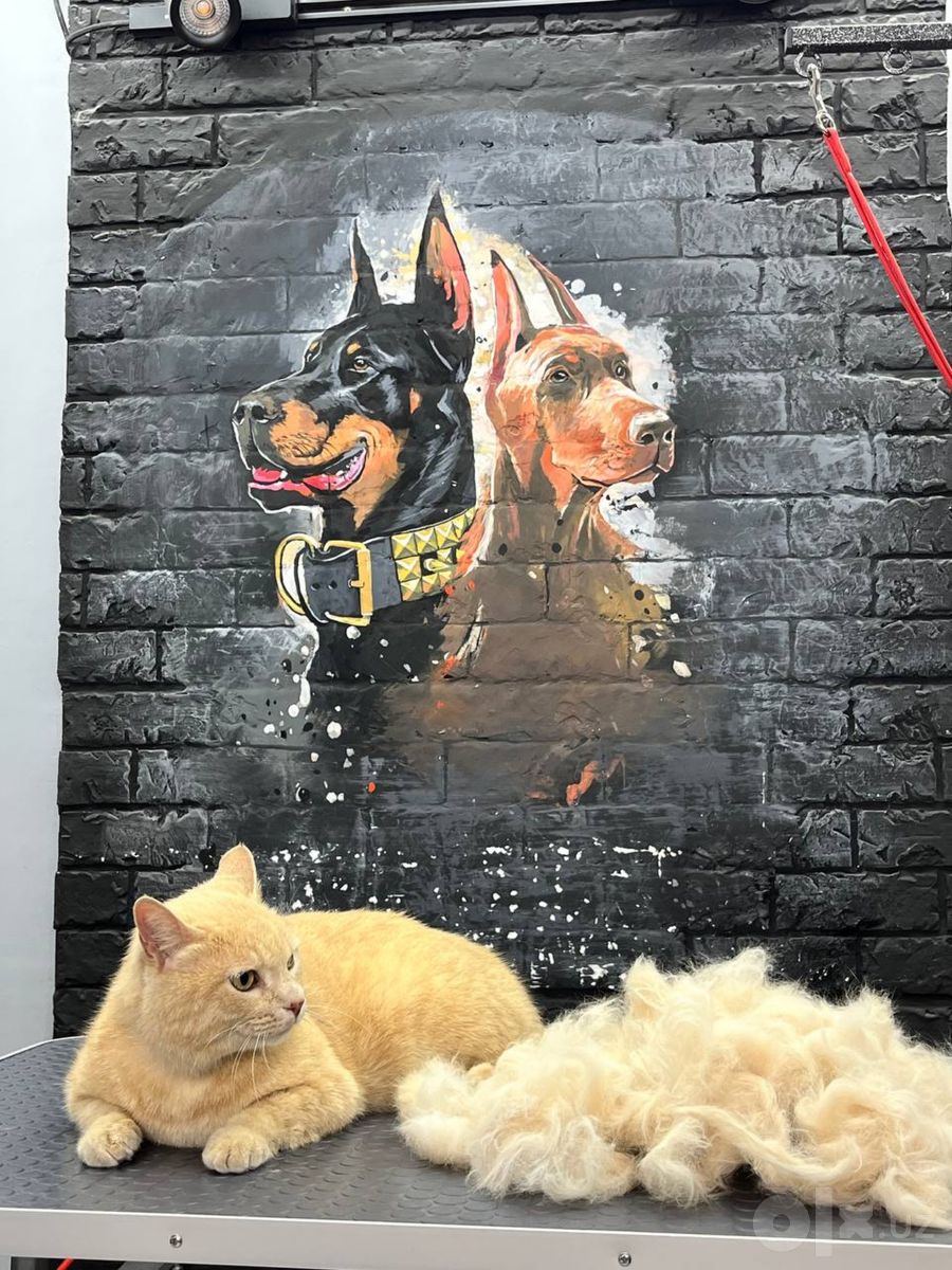 Кошачий груминг-салон Mega Groom в Юнусабадском районе
