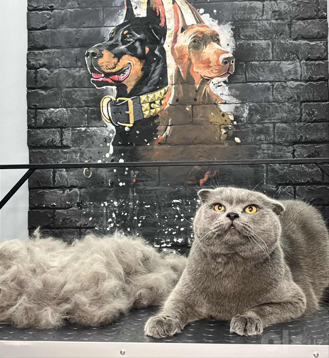 Кошачий груминг-салон Mega Groom в Юнусабадском районе