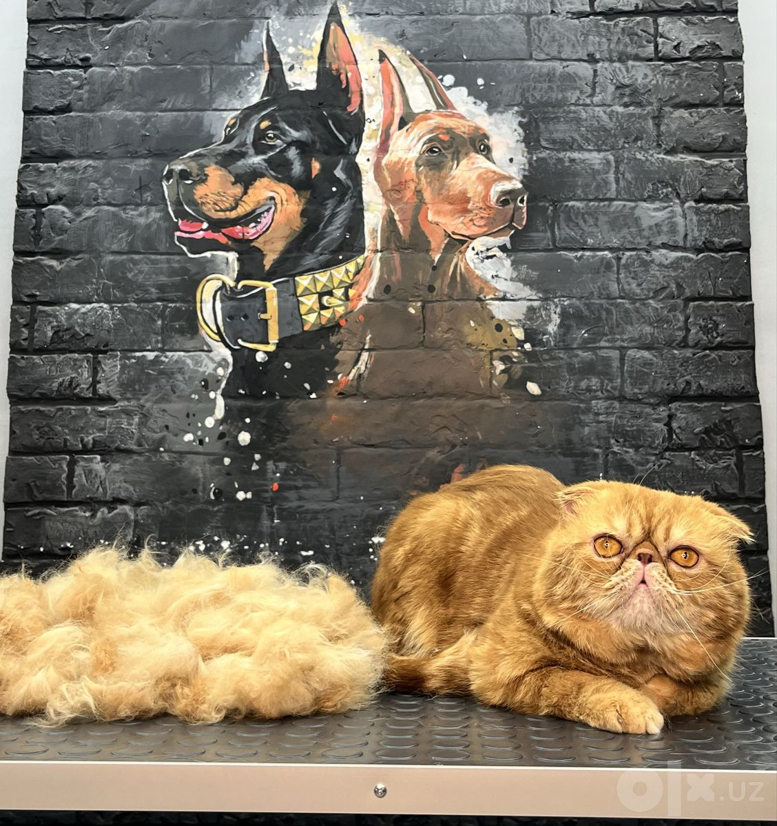Кошачий груминг-салон Mega Groom в Юнусабадском районе