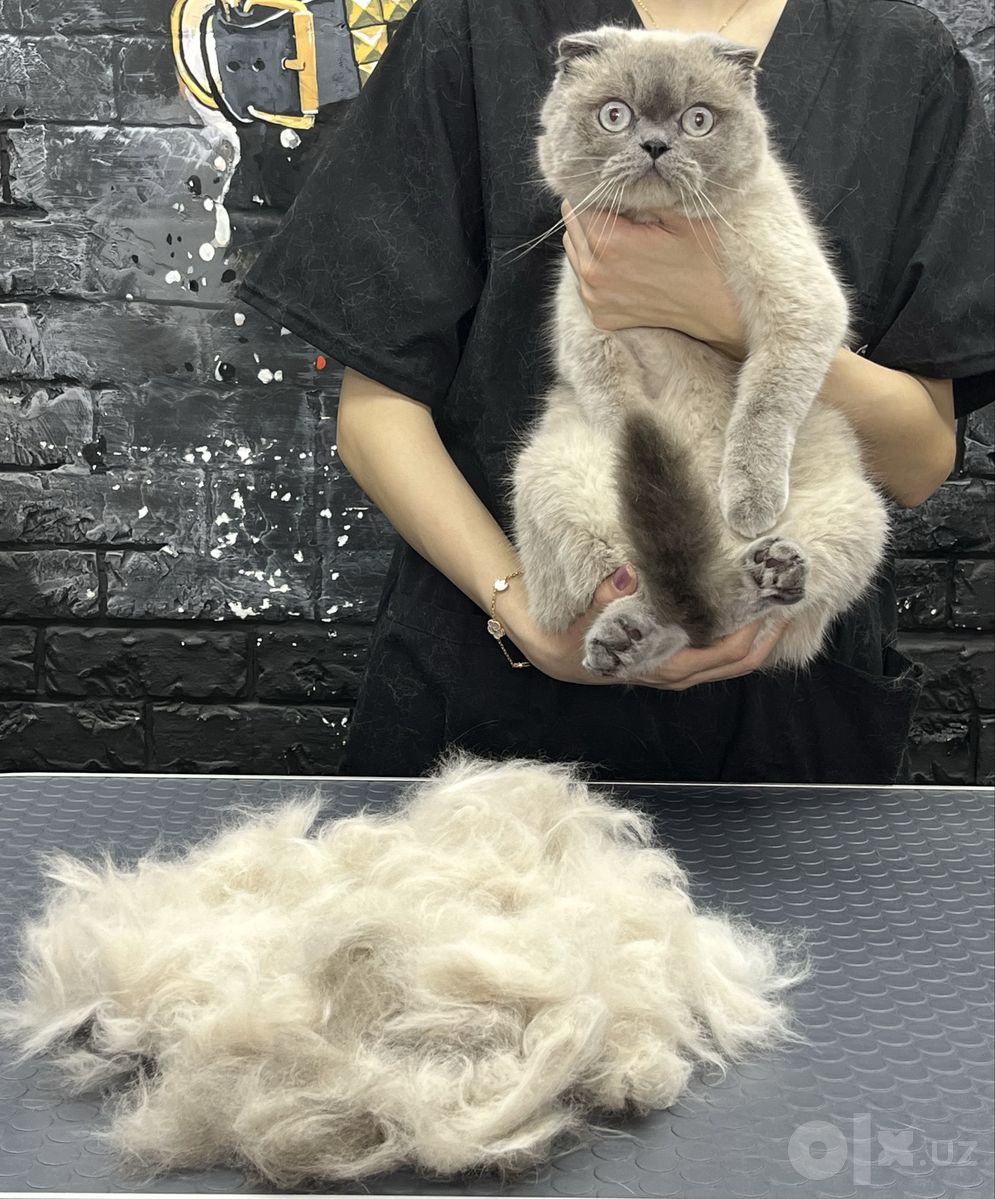 Кошачий груминг-салон Mega Groom в Юнусабадском районе