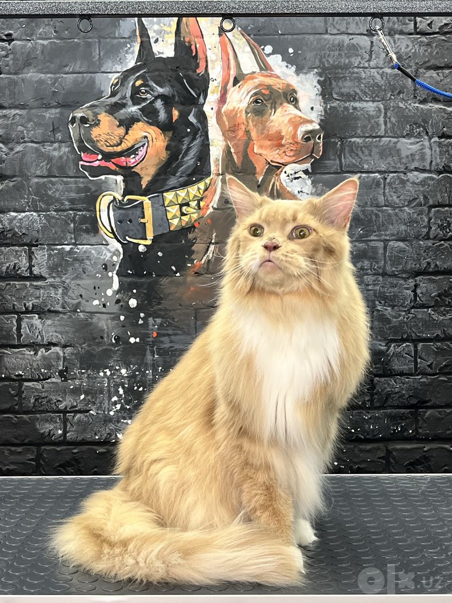 Кошачий груминг-салон Mega Groom в Юнусабадском районе