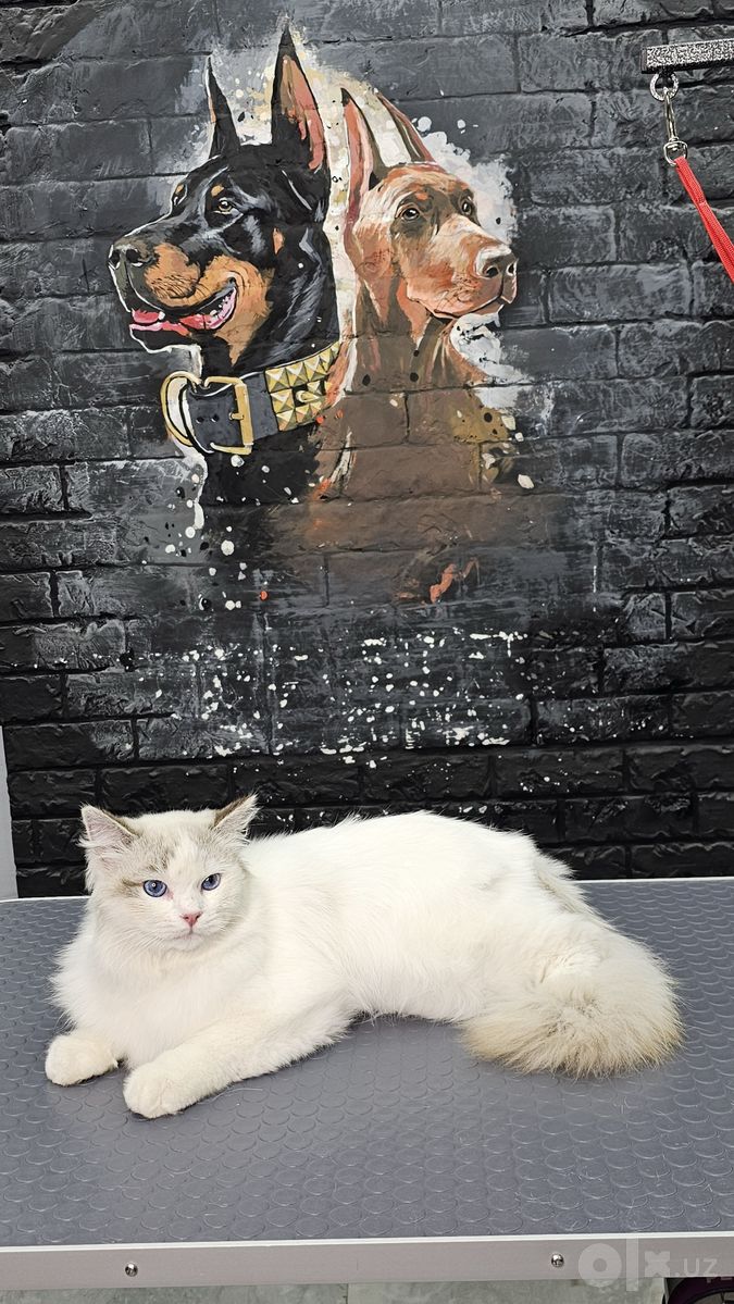 Кошачий груминг-салон Mega Groom в Юнусабадском районе