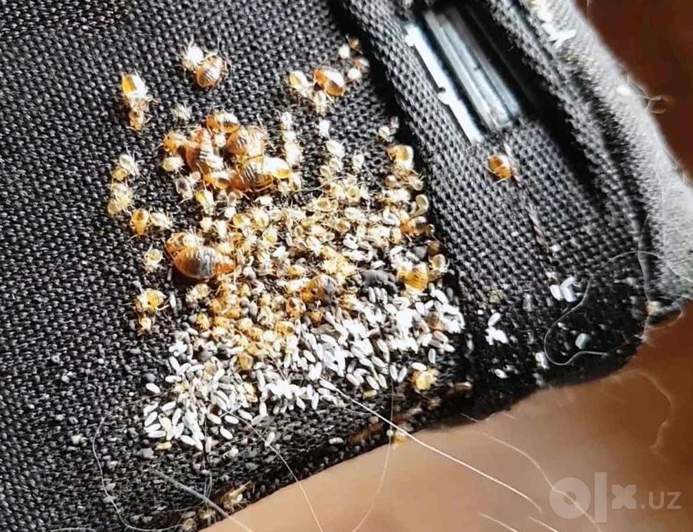 Уничтожение клопов, тараканов и скорпионов